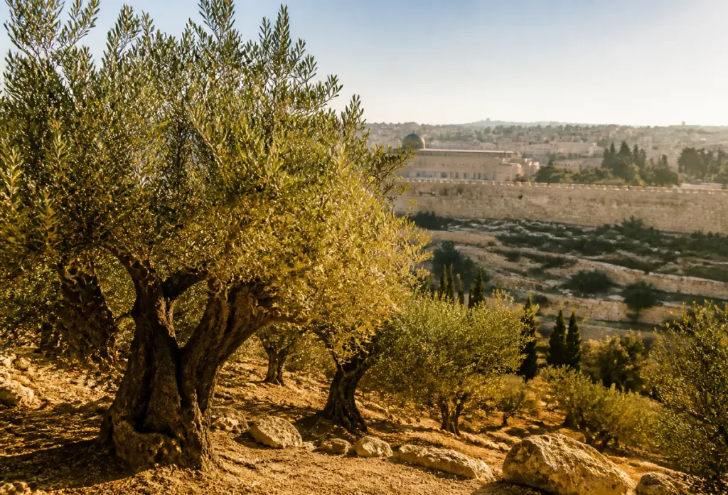 تلال الزيتون ومشهد القدس